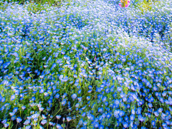 撮影者「コラボをどうぞ」　ネモフィラの『上』に写った正体に「美しい光景だ」