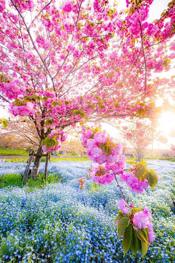 撮影者「コラボをどうぞ」　ネモフィラの『上』に写った正体に「美しい光景だ」