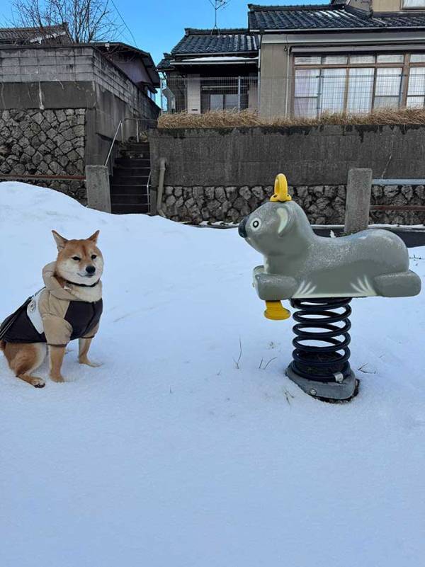 散歩中に困惑した柴犬　公園の遊具が…「顔がたまらん」「吹いた」
