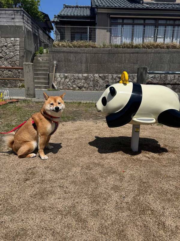 散歩中に困惑した柴犬　公園の遊具が…「顔がたまらん」「吹いた」