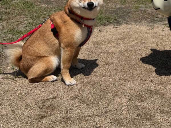 散歩中に困惑した柴犬　公園の遊具が…「顔がたまらん」「吹いた」