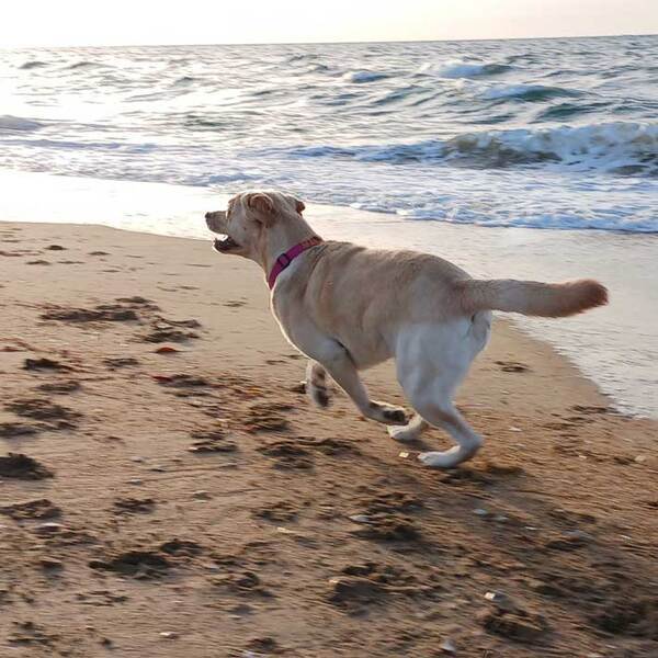 体力を使い切ったレトリバー　表情に「笑った」「抜け殻じゃん」