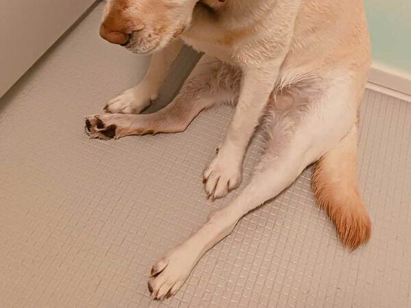 体力を使い切ったレトリバー　表情に「笑った」「抜け殻じゃん」