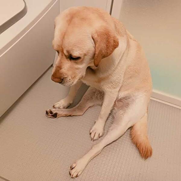 体力を使い切ったレトリバー　表情に「笑った」「抜け殻じゃん」