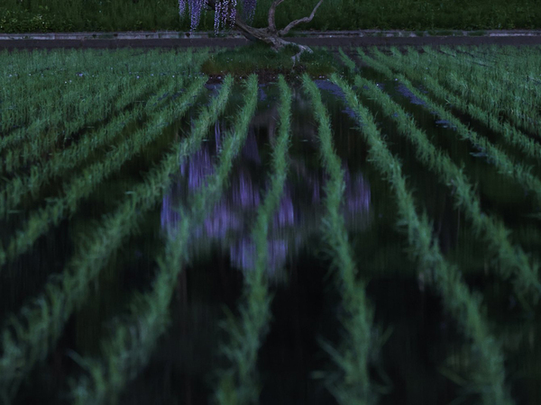 田園の水辺をよく見ると…　うつる『正体』に「ゾクゾクする」「魂抜かれそう」