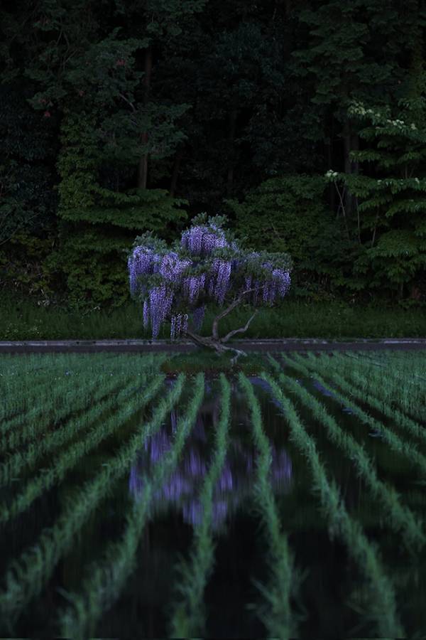 田園の水辺をよく見ると…　うつる『正体』に「ゾクゾクする」「魂抜かれそう」