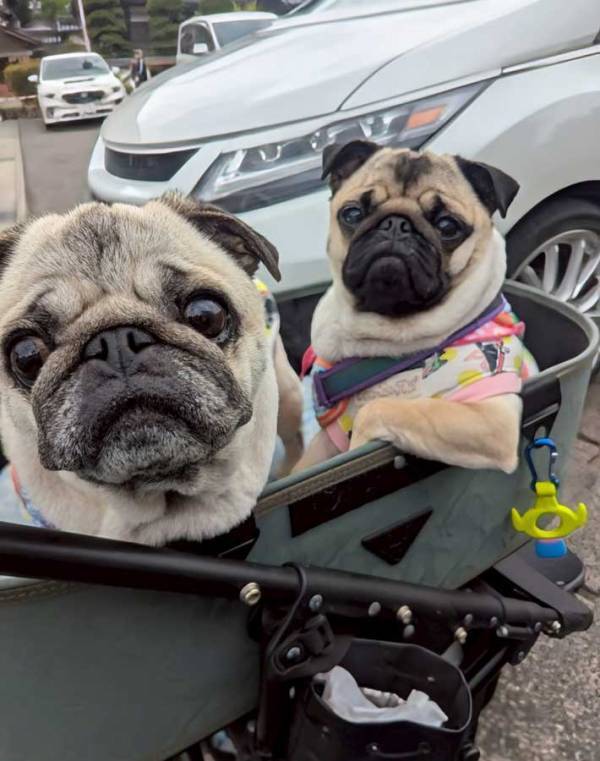 「オラオラ系おじさんパグを迎えてしまった」　外出先の１枚に「何回見ても笑える」