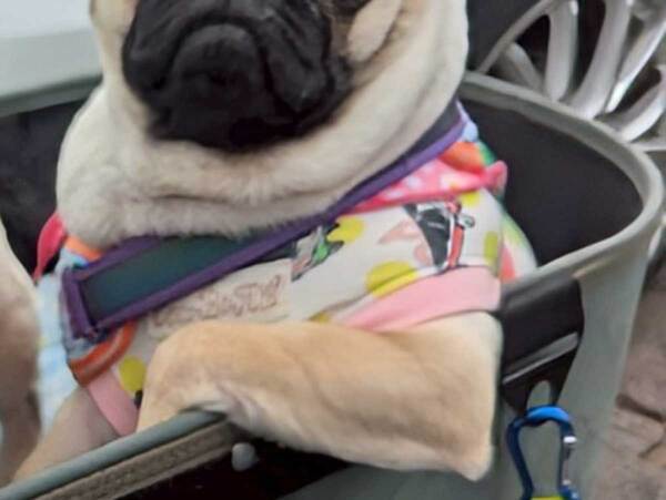 「オラオラ系おじさんパグを迎えてしまった」　外出先の１枚に「何回見ても笑える」