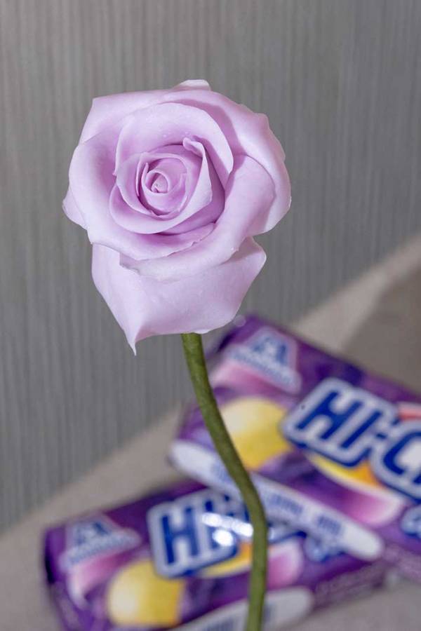 一輪のバラをよく見ると？　正体に「ど、どういうこと？」「天才現る」