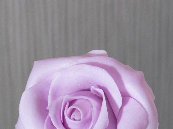 一輪のバラをよく見ると？　正体に「ど、どういうこと？」「天才現る」