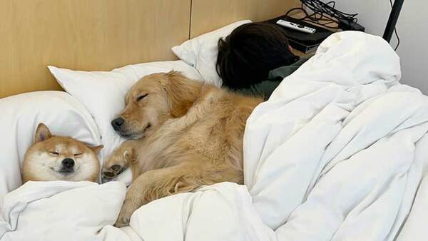 妻が寝室の扉を開けると？　光景に「ガチで泣いた」「あまりにも平和」