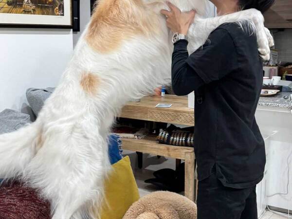 ボルゾイを支える男性　写真に「マジかよ」「驚きのサイズ感」