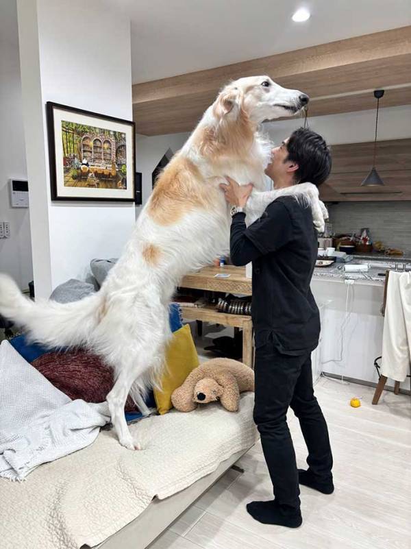 ボルゾイを支える男性　写真に「マジかよ」「驚きのサイズ感」