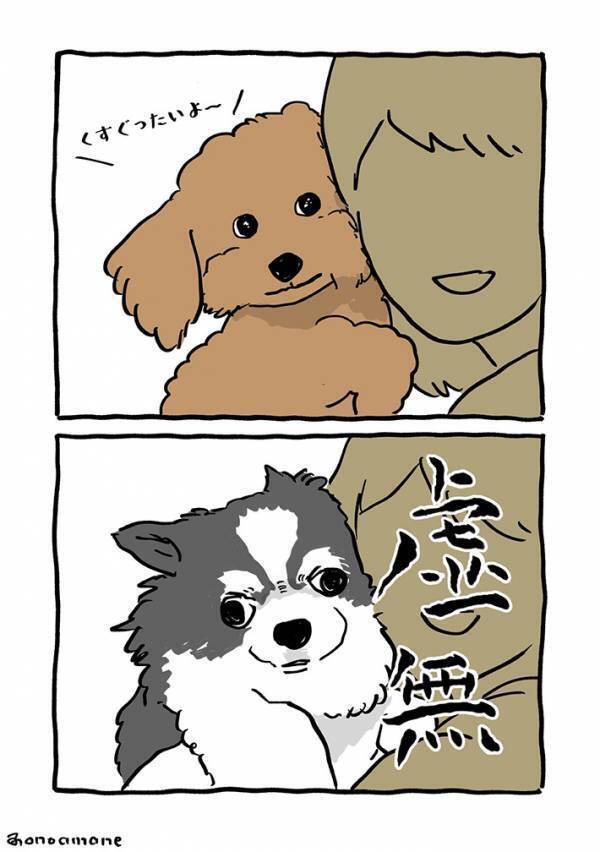 トイプードルとチワワ、撮影時の違いが？　「声出して笑った」「性格出るよね」