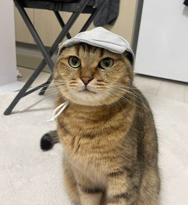 飼い主「思ってたのと違う…」　ペット用帽子を被せたら？「声出して笑った」