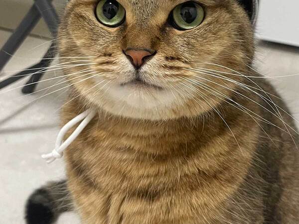 飼い主「思ってたのと違う…」　ペット用帽子を被せたら？「声出して笑った」