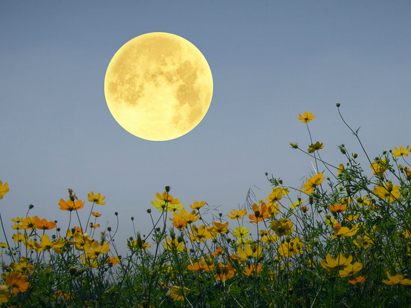 年に一度の『フラワームーン』が来る！　ジンクスに「絶対見る！」「素敵すぎる」