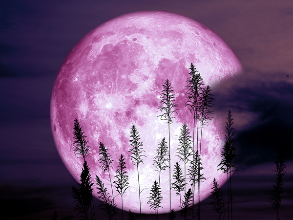 年に一度の『フラワームーン』が来る！　ジンクスに「絶対見る！」「素敵すぎる」