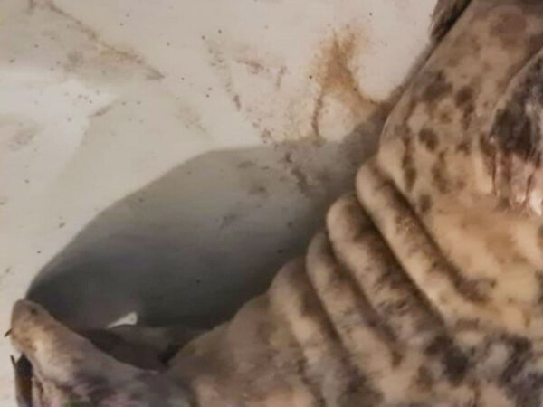 ホテルの部屋に戻ったら　床で寝ていた『侵入者』にびっくり！「笑える」