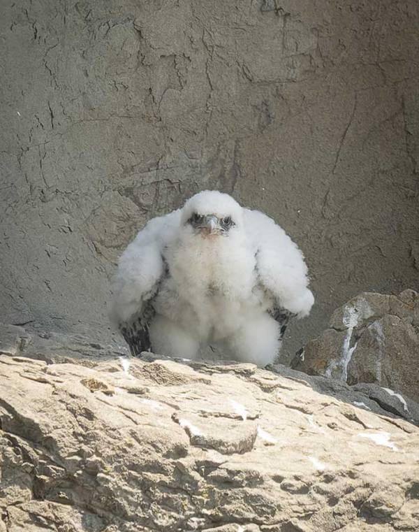 ハヤブサのヒナが「強そう」と話題　「笑った」「寝起きの雪男か」