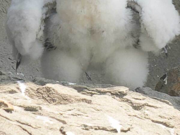 ハヤブサのヒナが「強そう」と話題　「笑った」「寝起きの雪男か」