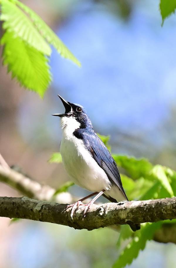 「絶賛、熱唱中です」　自然の中で、声高らかに歌っていたのは…？