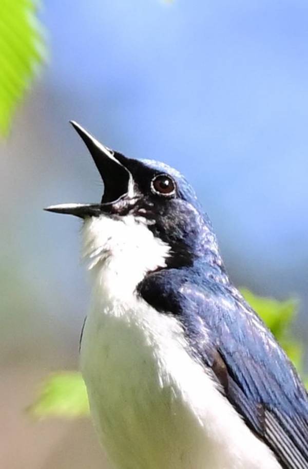 「絶賛、熱唱中です」　自然の中で、声高らかに歌っていたのは…？