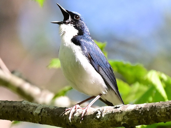 「絶賛、熱唱中です」　自然の中で、声高らかに歌っていたのは…？