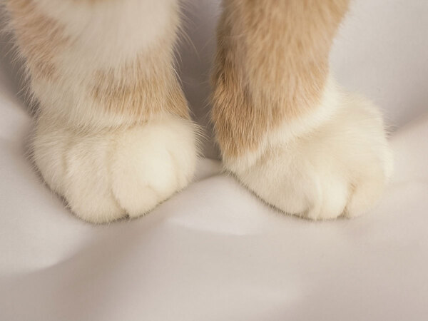 「レベルが高い」　猫がふみふみしている『場所』に笑いが込み上げる