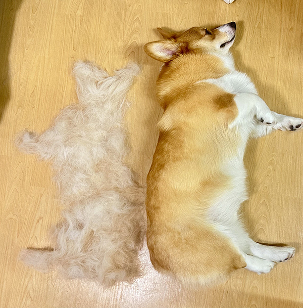 横になったモフモフのコーギー　隣を見ると？「目を疑った」「すごっ！」