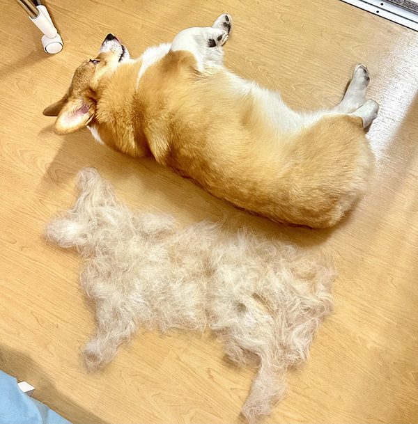 横になったモフモフのコーギー　隣を見ると？「目を疑った」「すごっ！」