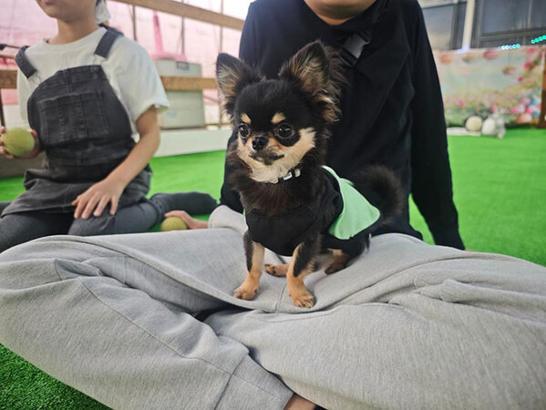 犬生２周目！？　ドッグランに来た子犬のチワワの表情がこちら