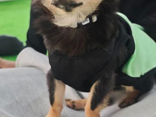 犬生２周目！？　ドッグランに来た子犬のチワワの表情がこちら