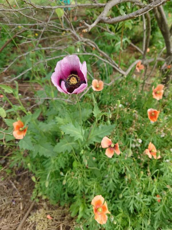 男性「デカいポピーが生えてる…？」　道端に咲く『花』の写真に驚愕の声