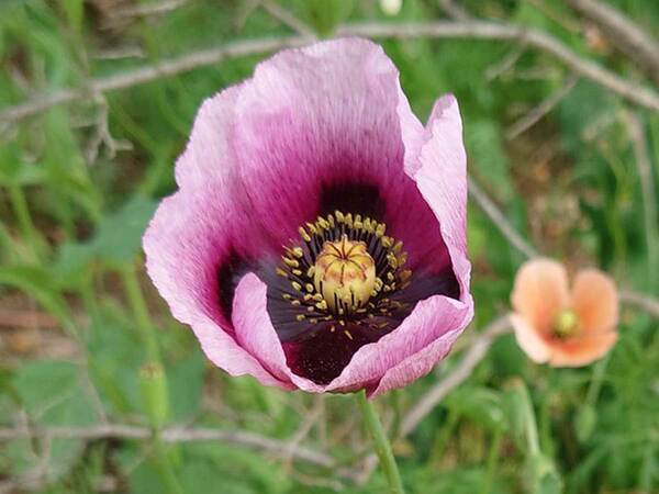 男性「デカいポピーが生えてる…？」　道端に咲く『花』の写真に驚愕の声