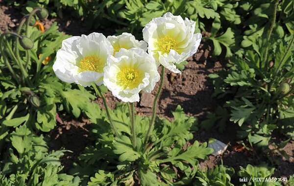 男性「デカいポピーが生えてる…？」　道端に咲く『花』の写真に驚愕の声