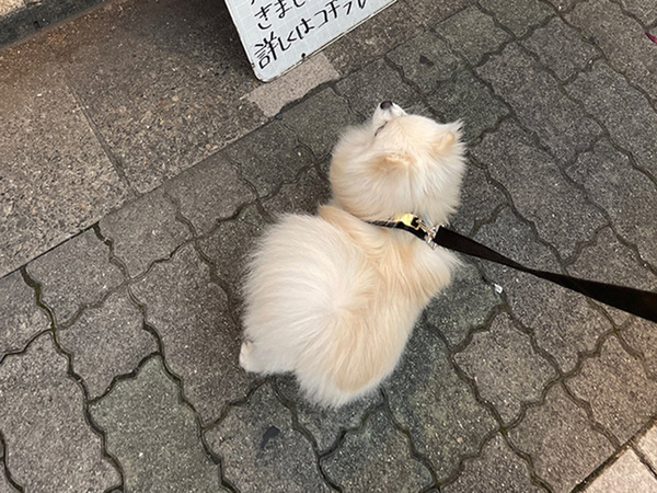 散歩中、立ち止まったポメラニアン　目線の先に…？「笑っちゃった」