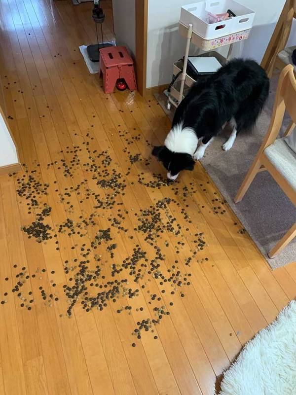 占いで『１位』になった飼い主　次の瞬間…「ごめん笑った」「これは大変」