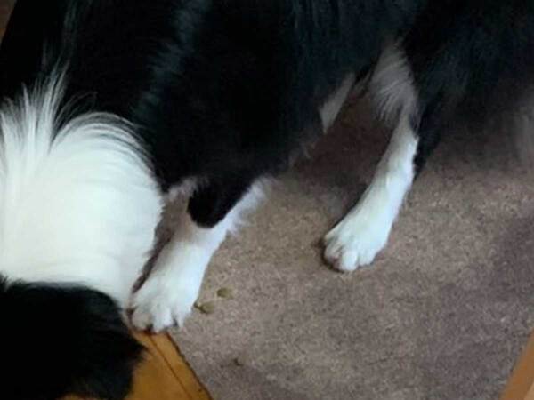 占いで『１位』になった飼い主　次の瞬間…「ごめん笑った」「これは大変」