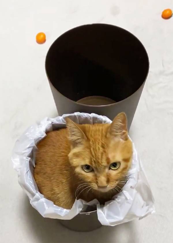 ゴミ箱を写した１枚に、４万人が困惑　中をみると…「これは幻覚？」「逆に見事」