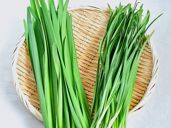 新鮮なニラ、左か右どっちでしょう？　JAが教える『正解』はこちら