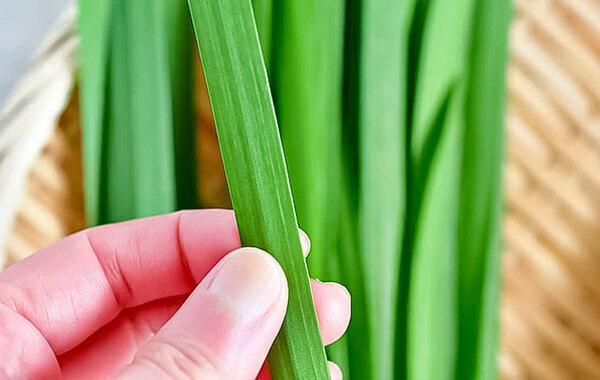 新鮮なニラ、左か右どっちでしょう？　JAが教える『正解』はこちら