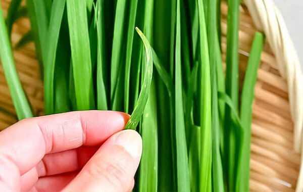 新鮮なニラ、左か右どっちでしょう？　JAが教える『正解』はこちら