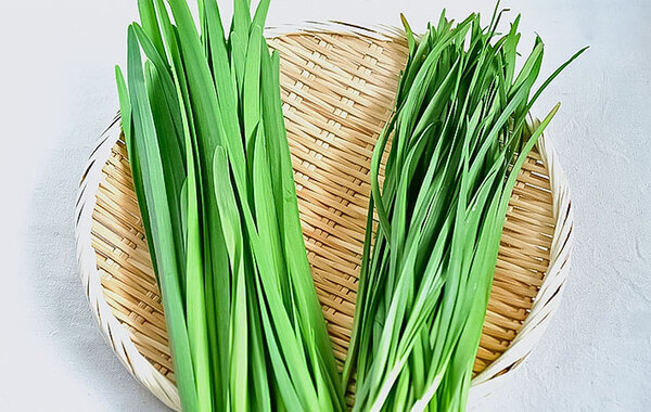新鮮なニラ、左か右どっちでしょう？　JAが教える『正解』はこちら