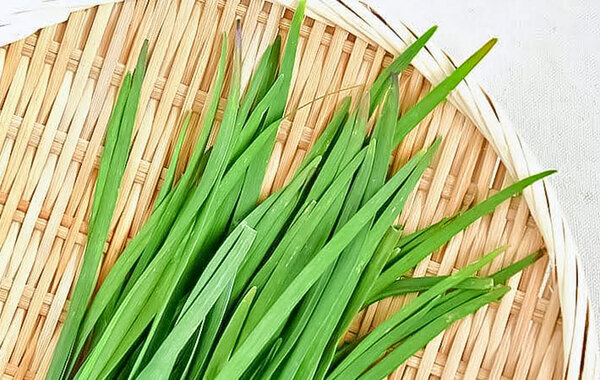 新鮮なニラ、左か右どっちでしょう？　JAが教える『正解』はこちら
