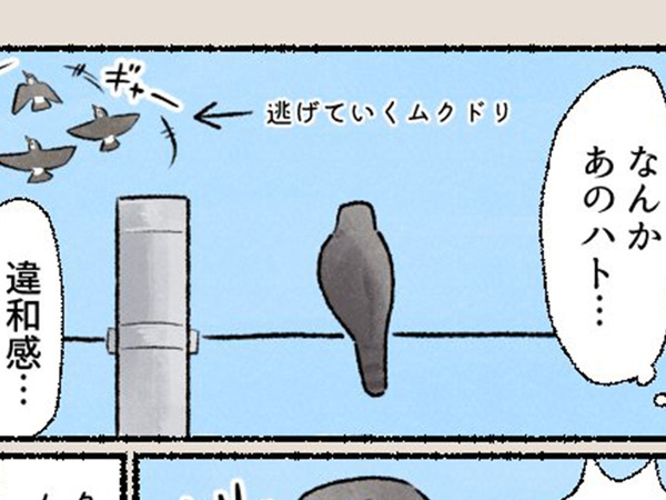 後ろ姿がハトに似ていると思ったら…　「今すぐ逃げてー！」「初めて知った」