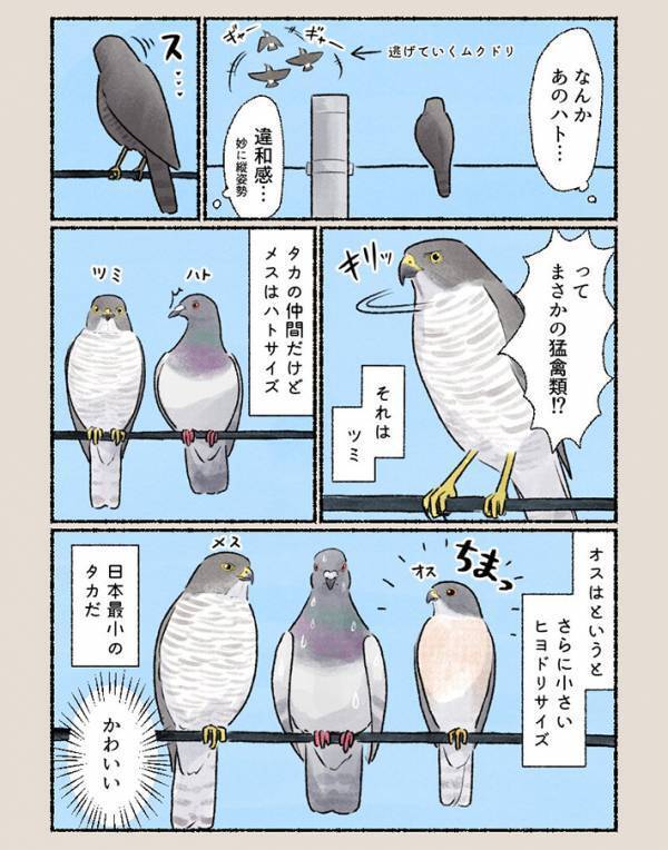 後ろ姿がハトに似ていると思ったら…　「今すぐ逃げてー！」「初めて知った」