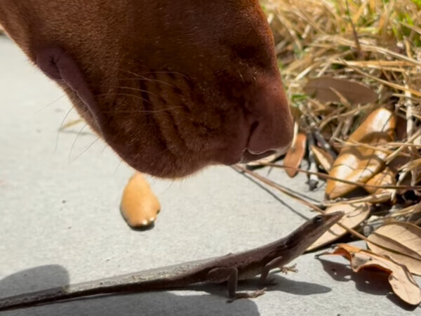 「無言の圧…」７分間『ヤモリ』を見つめ続けた犬に「まるで科学者」