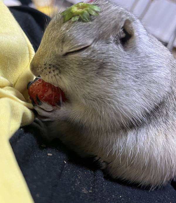 飼い主「その表情は何！？」　イチゴを味わうリスに「玄人だ…」「この顔よ」