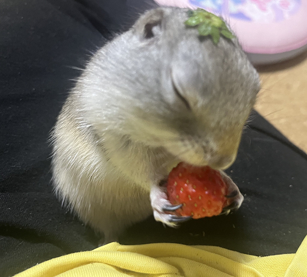 飼い主「その表情は何！？」　イチゴを味わうリスに「玄人だ…」「この顔よ」